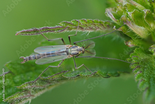 zuckmücke auf einem blatt von oben fotografiert, männchen, chironomidae photo