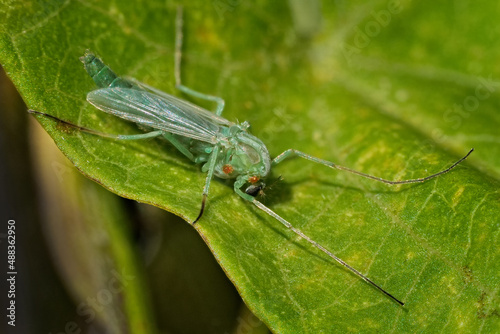 grüne zuckmücke mit milben auf einem blatt, weibchen, chironomidae photo
