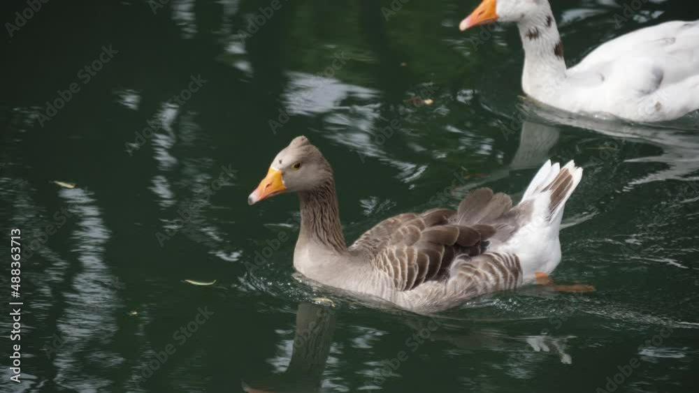 ducks in lake water nature slow motion 4k ducks in lake water nature slow motion 4k