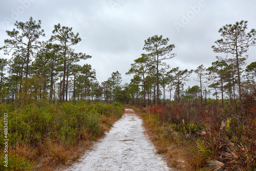 View of longleaf pine prairie along a trail through Savage Christmas Creek Preserve near Orlando, Florida photo