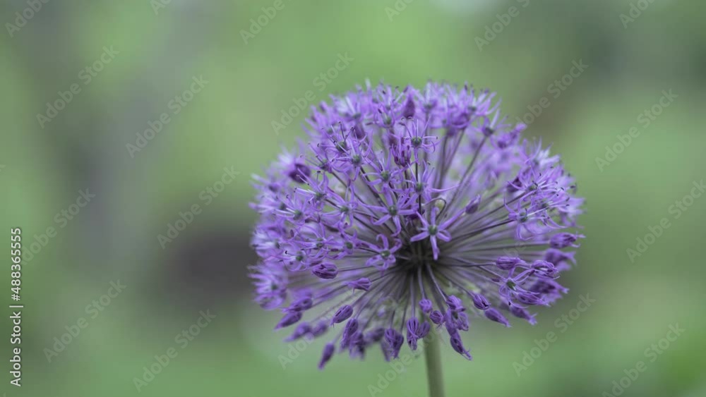Purple flowers of garlic on green blurred background Purple flowers of garlic on green blurred background