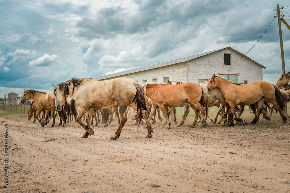 A herd of horses runs along a dusty road to a pasture in cloudy weather.