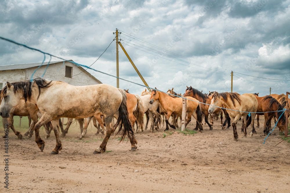 A herd of horses runs along a dusty road to a pasture in cloudy weather. A herd of horses runs along a dusty road to a pasture in cloudy weather.