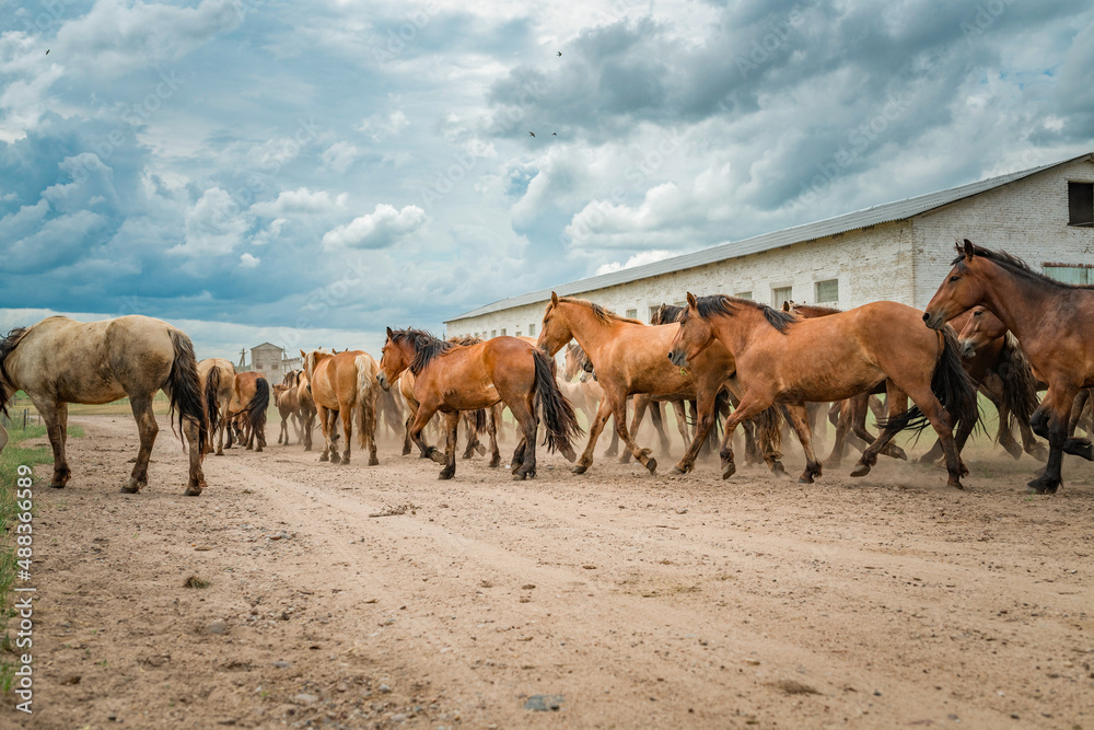 A herd of horses runs along a dusty road to a pasture in cloudy weather.