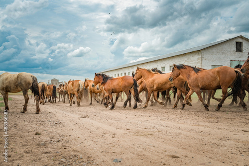 A herd of horses runs along a dusty road to a pasture in cloudy weather. © shymar27