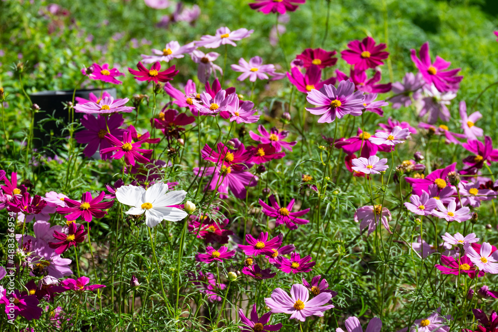 fresh beauty group mix pink purple cosmos flower yellow pollen blooming in natural botany garden park