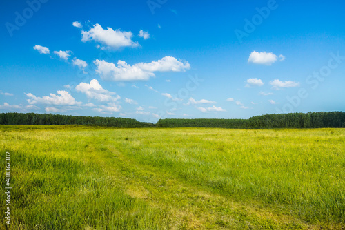 beautiful summer fields