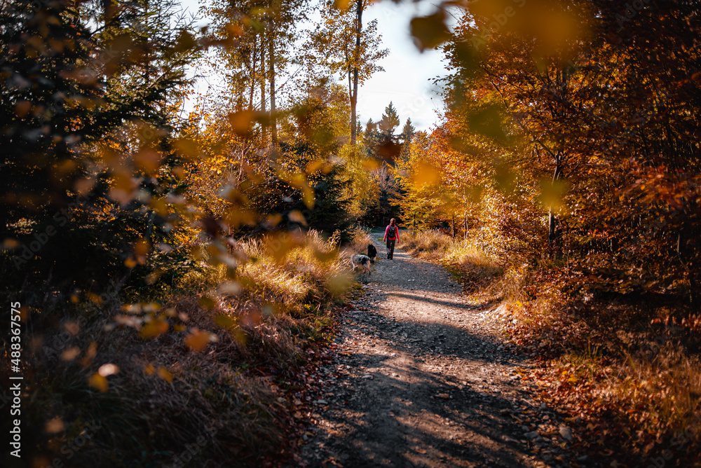 Obraz premium Autumn dogs