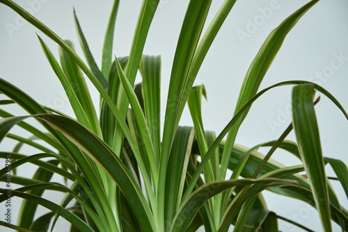 trawa doniczkowa , zielona roślina  photo