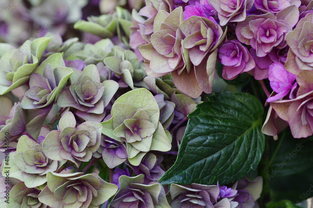 Fototapeta 秋紫陽花 Naklejamy Com