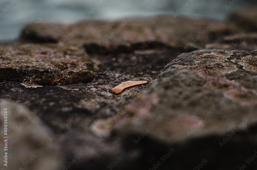 seed on the ground seed on the ground