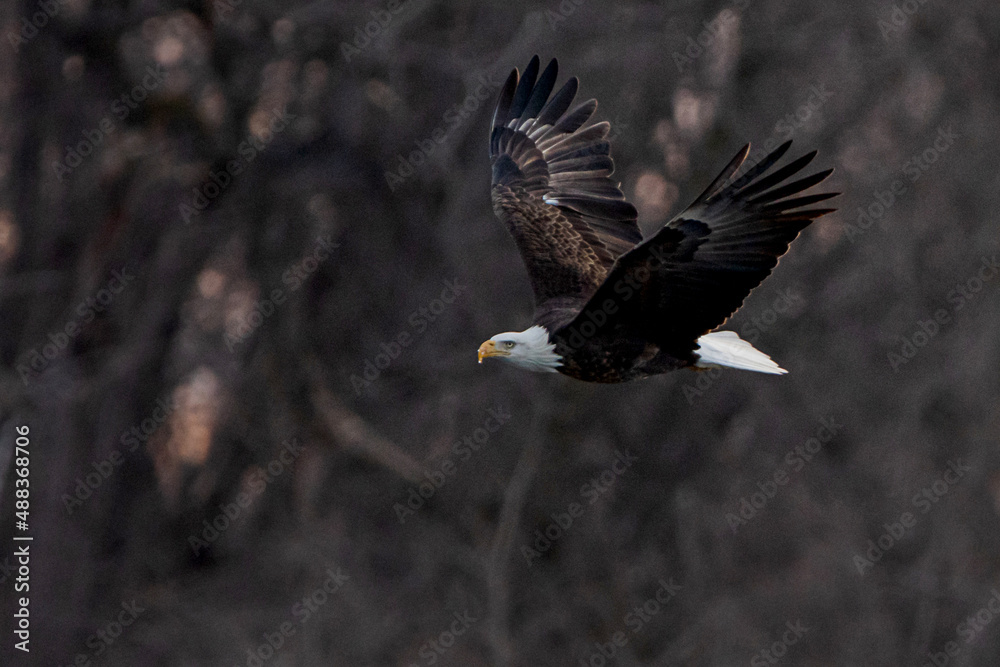 Obraz premium Bald Eagle is flying in forest 