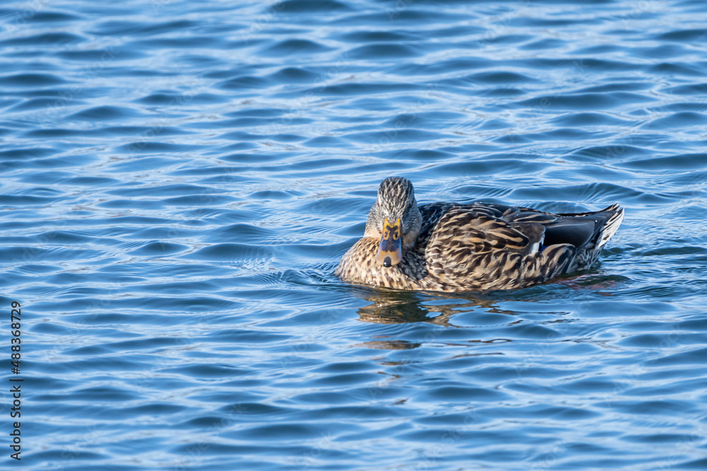 Ducks are enjoying early spring time in open water of Mississippi River Ducks are enjoying early spring time in open water of Mississippi River