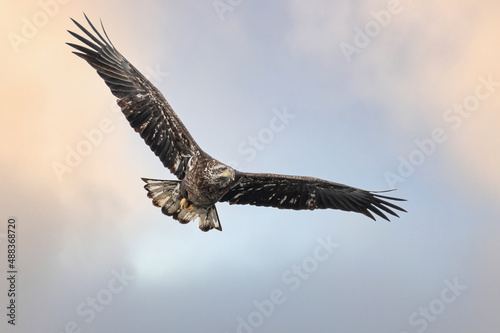 Bald Eagle is flying under cloudy sky