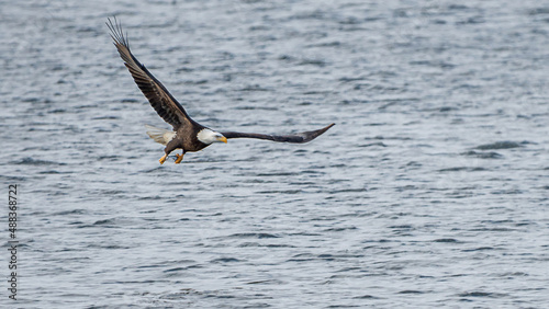 Bald Eagle is flying over water