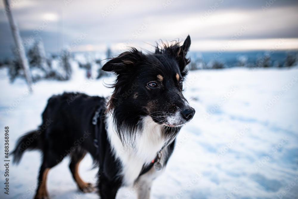 Dogs in winter