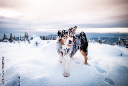 Dogs in winter