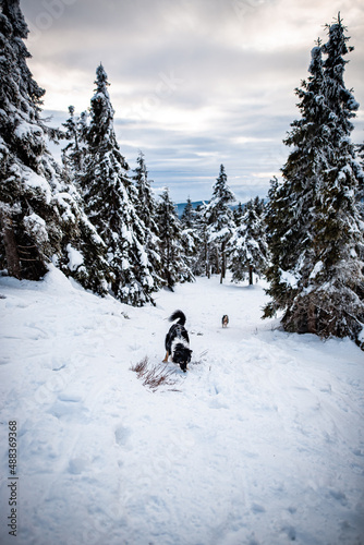 Dogs in winter