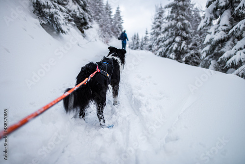 Photography Winter dog