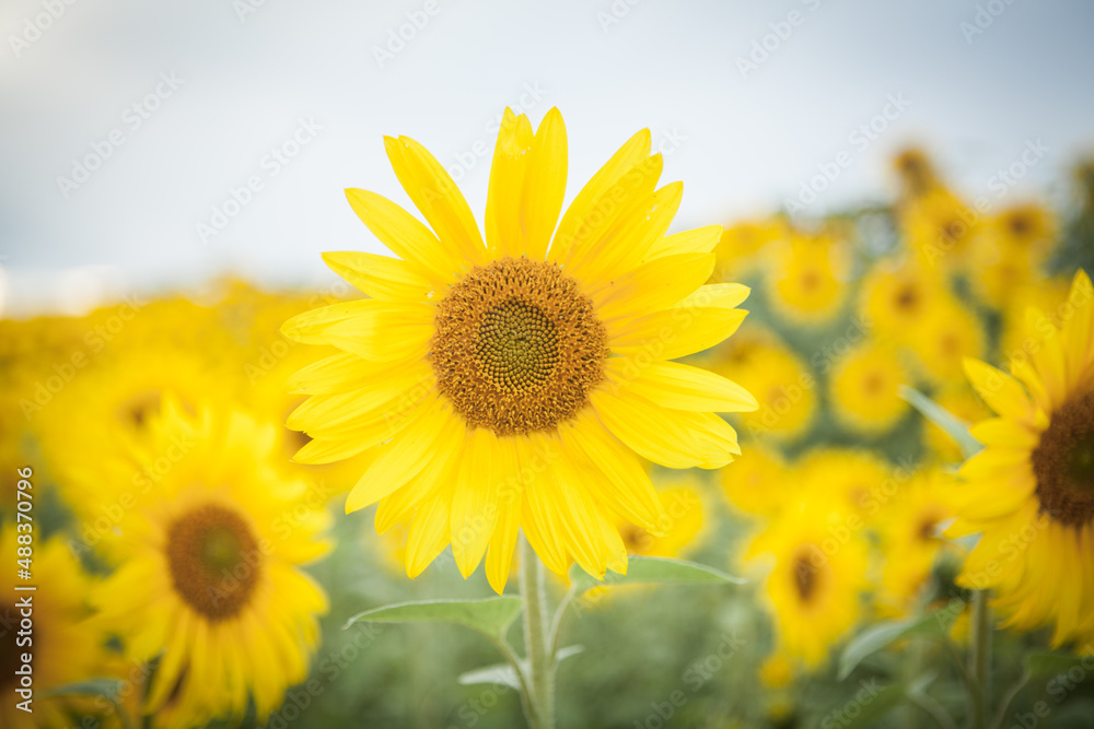Sunflowers in a field Sunflowers in a field
