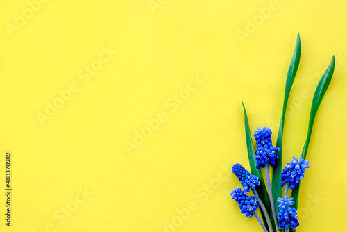 A bouquet of blue spring flowers on a yellow background.Minimalistic spring concept.Copy space flat lay.