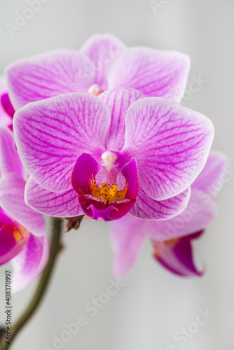 Indoor pink flower Orchid in a pot is on the windowsill by the window