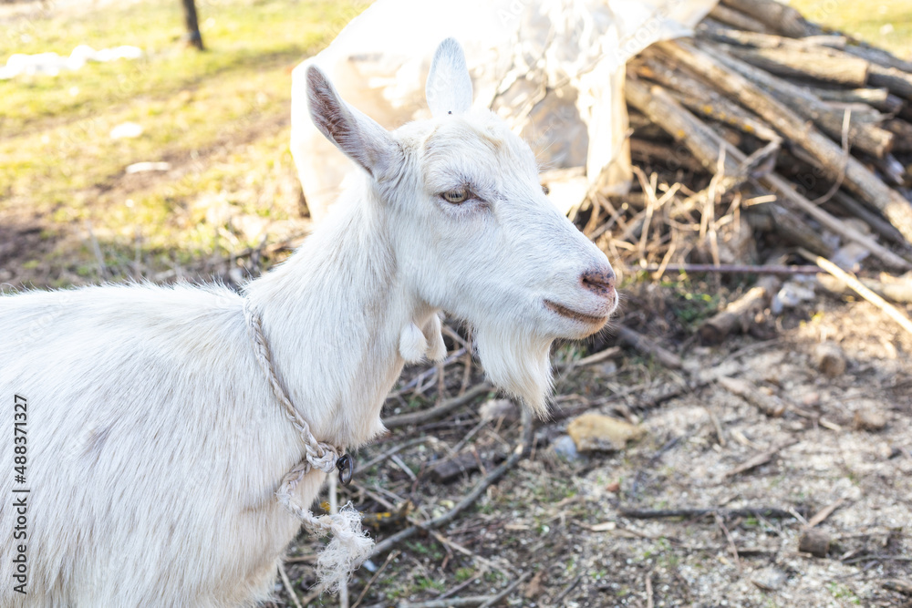 Close-up portrait of a white domestic goat Close-up portrait of a white domestic goat