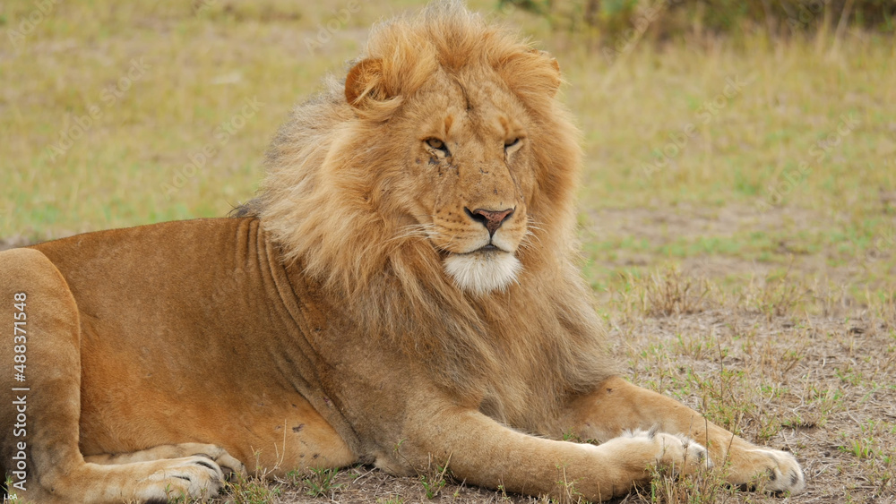 Fototapeta premium Lion, king of beasts, tiger, felines, wild animals, pristine beauty