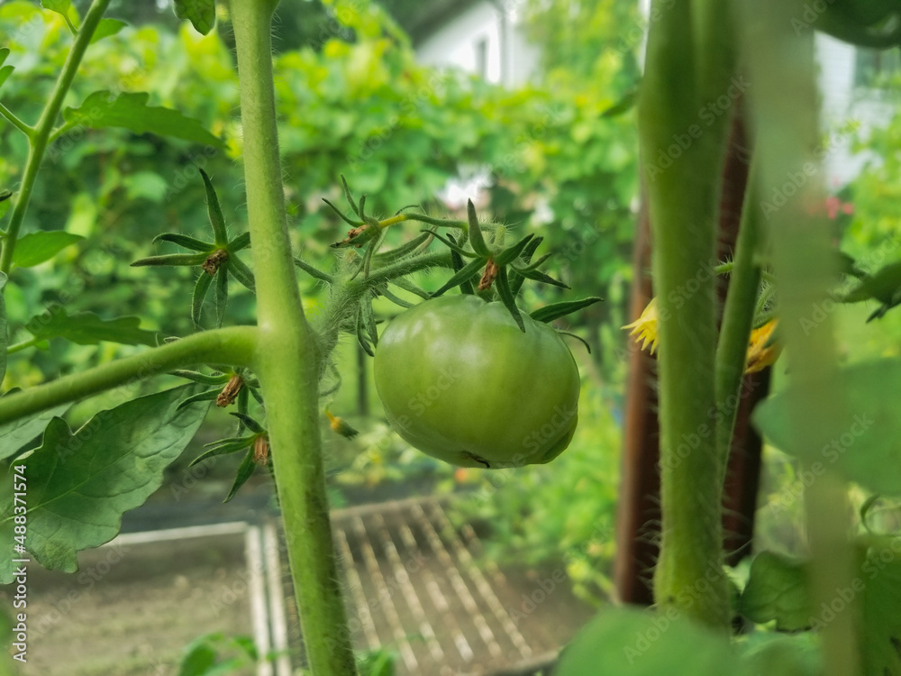Closeup of green tomatoes growing in greenhouse. Horizontal frame, blurry background