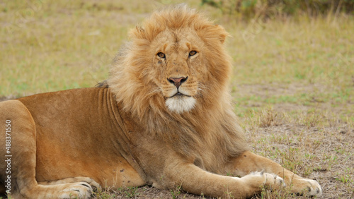 Lion  king of beasts  tiger  felines  wild animals  pristine beauty