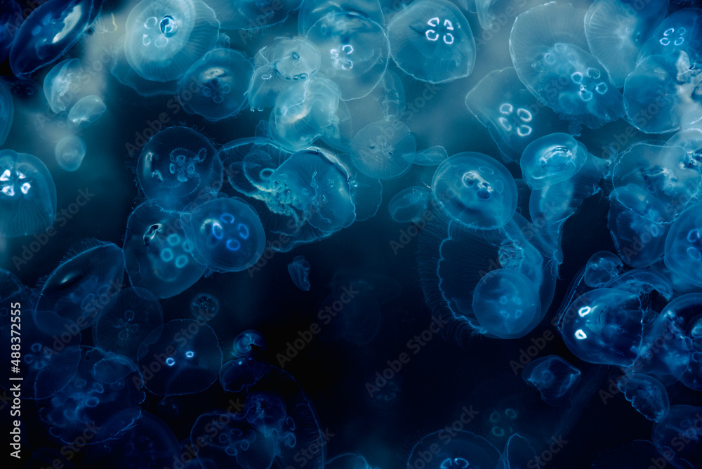 Many small jellyfish Aurelia aurita in Black sea. Crimea Many small jellyfish Aurelia aurita in Black sea. Crimea