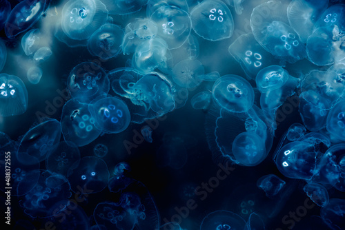 Many small jellyfish Aurelia aurita in Black sea. Crimea photo