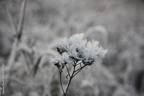 Winter. Die Natur im Frost