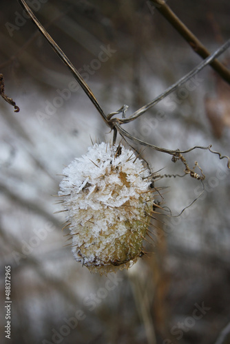 Winter. Die natur im Frost