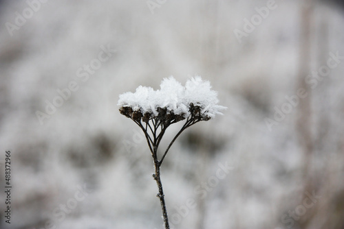 Winter. Die natur im Frost