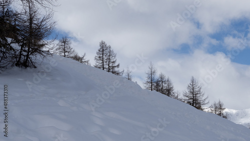snow covered trees © djenev