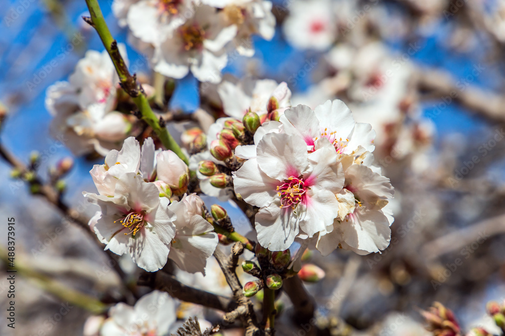 The beautiful spring day