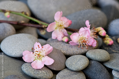 Pastel Pink Peach Blossom On Pebble