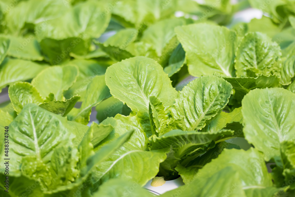 Vegetable hydroponic system young and fresh green cos lettuce salad growing garden hydroponic farm plants on water without soil agriculture in the greenhouse organic for health food. Vegetable hydroponic system young and fresh green cos lettuce salad growing garden hydroponic farm plants on water without soil agriculture in the greenhouse organic for health food.