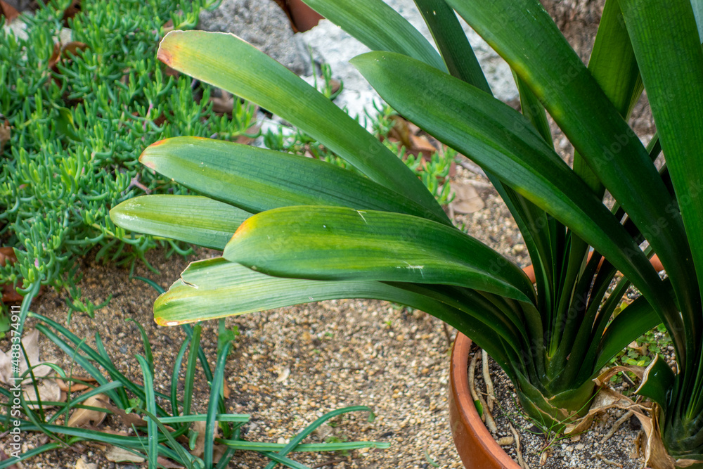 Obraz premium aloe vera plant