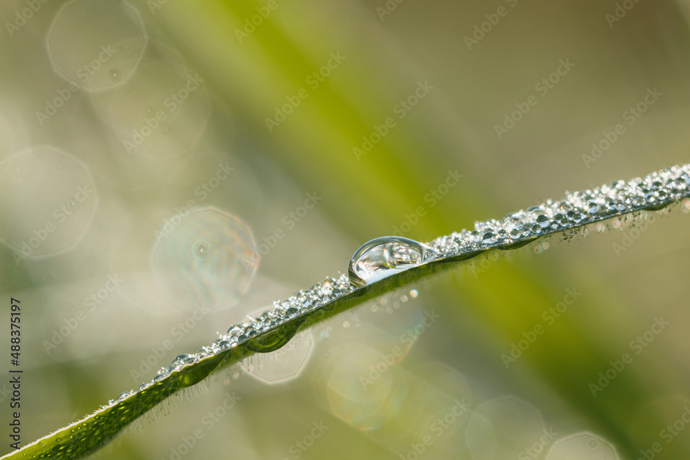 Dew drop of water sparkle in morning ,Large beautiful drops of transparent on a green grass leaf macro ,bokeh background . Dew drop of water sparkle in morning ,Large beautiful drops of transparent on a green grass leaf macro ,bokeh background .