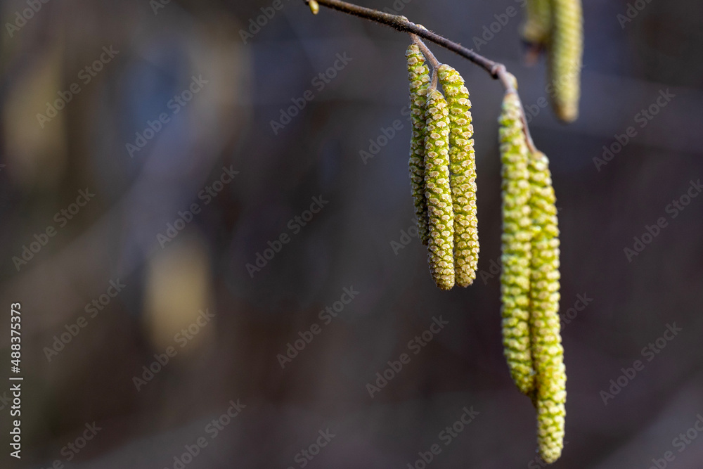close up of hazel birch catkin blossom