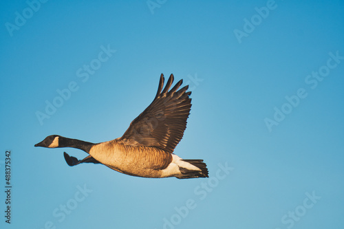 A view of a Canada goose flying in the air.   Burnaby BC Canada © haseg77