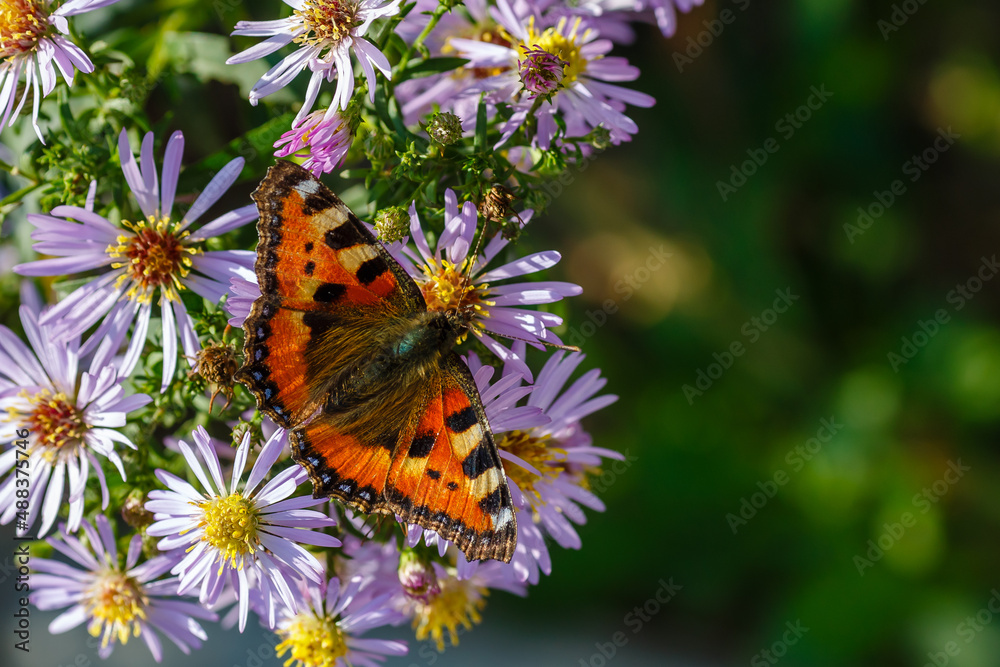 Beautiful butterfly on purple flowers in the garden Beautiful butterfly on purple flowers in the garden