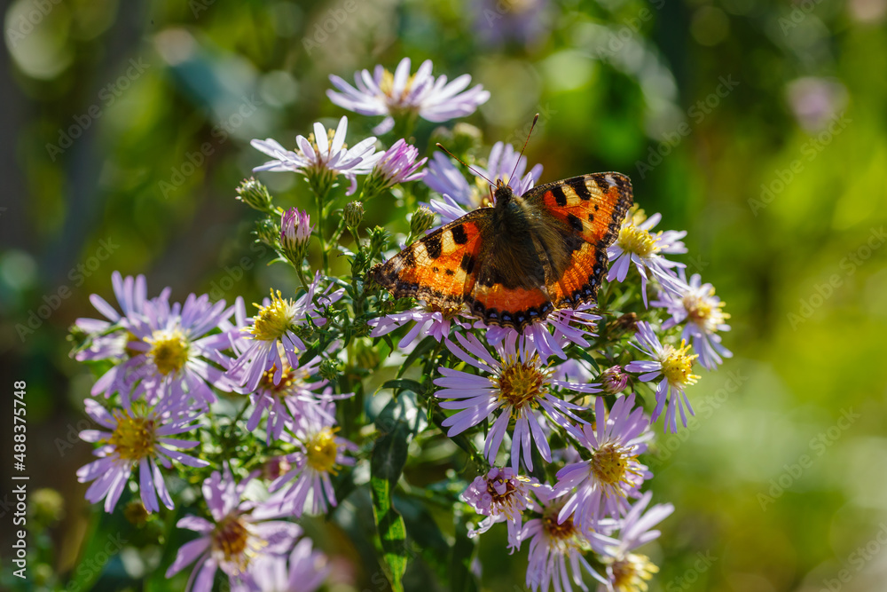 Obraz premium Beautiful butterfly on purple flowers in the garden