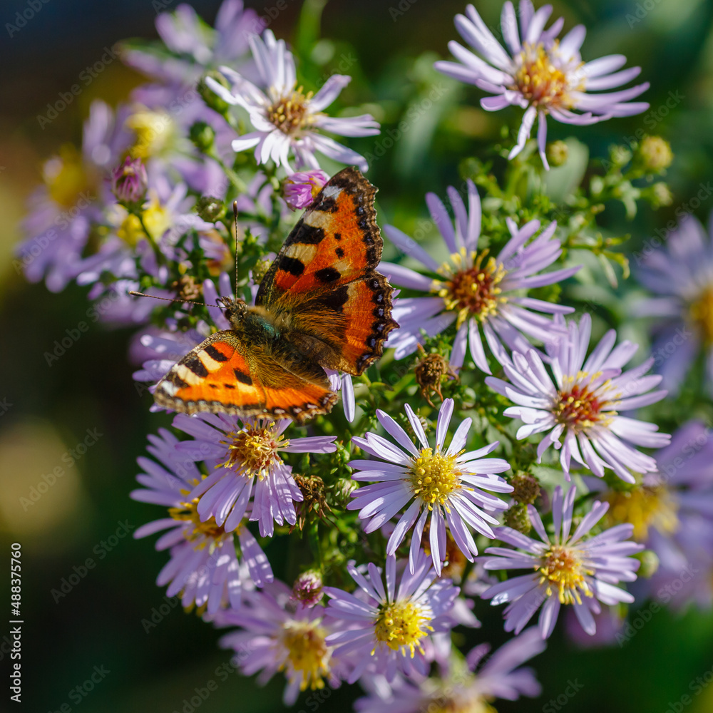 Beautiful butterfly on purple flowers in the garden Beautiful butterfly on purple flowers in the garden