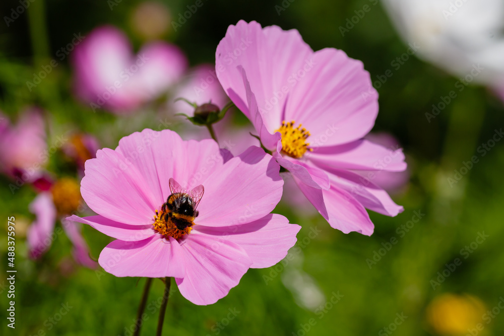 Bumblebee on flowers of cosmos flowers in summer garden Bumblebee on flowers of cosmos flowers in summer garden