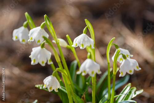 Snowdrop or Leucojum in spring garden. Early spring snowflake flowers (leucojum vernum), group in a park or forest © Flower_Garden