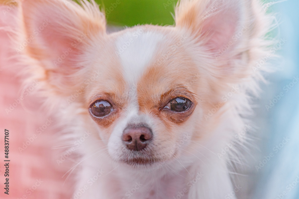 Chihuahua longhair close up. White dog in red spots. Pet, animal. Chihuahua longhair close up. White dog in red spots. Pet, animal.