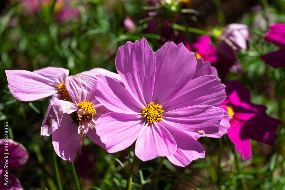 fresh beauty big pink and purple cosmos flower blooming in natural botany garden park fresh beauty big pink and purple cosmos flower blooming in natural botany garden park